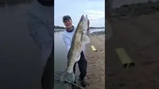 Zander auf Ansitz