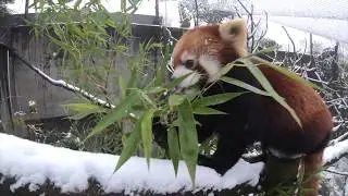 Red Panda Snow Day