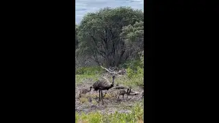 Good Morning Emus 🌞 #MargaretRiver in #WAtheDreamState