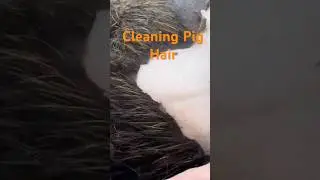 Traditional Vietnamese Method of Cleaning Pig Hair for Cooking