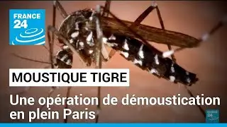 Moustique tigre : une op&eacute;ration de d&eacute;moustication en plein coeur de Paris &bull; FRANCE 24