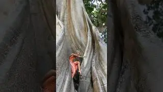Power of ancient tree #dance #danceshorts #bali #contemporarydance #flexibility #nature #inspiration