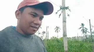 Update tah satu Balatong Ug UpO ka Farmers#farming #sitaw #upo