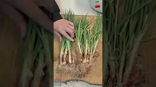 STR 2632 mini rotary tillage and ridging one one tree  short view #travel #beach #flowers