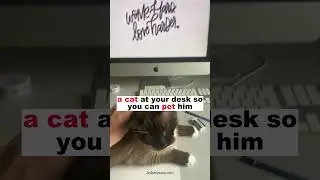 CAT THERAPY : free😻