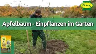 Wurzelnackten Apfelbaum im Garten pflanzen wie ein Profi