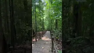 Nature's Sound at the Bukit Timah Summit in Singapore