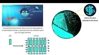 Quorum sensing - Parte 1
