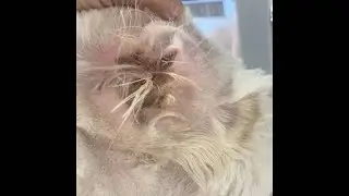 Ear Cleaning  Ear Hair Plucking for Goldendoodle  Mobile Dog Grooming Nashville TN