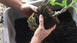 Off the Beaten Path Nursery -rooting fig cuttings 2020 ( part 2 follow up)