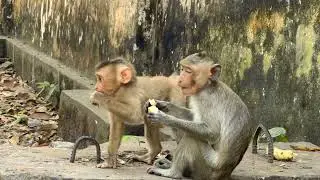 Wow | LEO ? Funny ? Scaring ? #photographyshorts #monkey