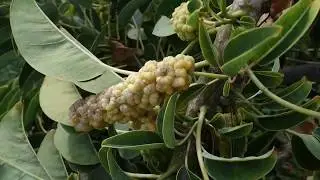 Ombu - toxic fresh fruit are delicious, feral trees overgrowing Tenerife valley (Phytolacca dioica)