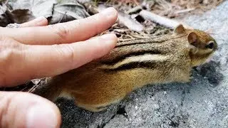 다람쥐에게 궁디팡팡을 해주고 완전히 친해진 다람쥐 월리 Chipmunk Wally loves butt petting