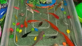 Unboxing colorful ornamental fish, betta fish,koi fish,comet fish,goldfish,Brazilian turtles,guppy