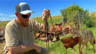 Coyotes Are Killing Chickens in Broad Daylight!!