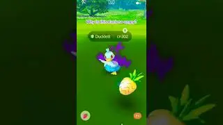 Angry Duckling 😡🦆