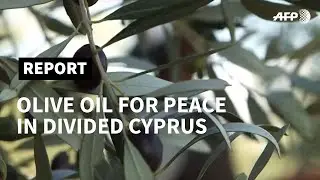 Cyprus: olive oil 'for peace' in the divided island  | AFP