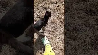 Barn Cat Steals My Chair...