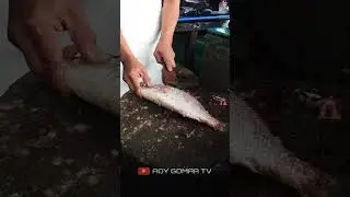 simple scales Ketamba atau Spangled Emperor (Lethrinus nebulosus).