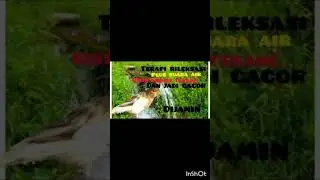 terapi rileksasi plus suara air, bikin kenari gacor, kenari paud cepat bunyi