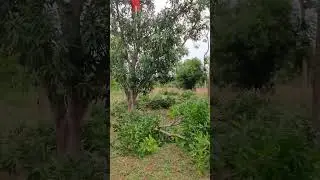 Mango tree Pruning Before and After #auraorganicfarm #pudukkottai