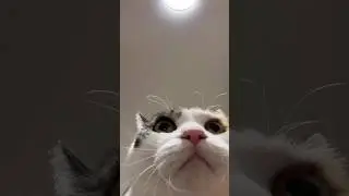 Hello cat 🐈 | #azikboom #cat #funny #tiktok #shorts