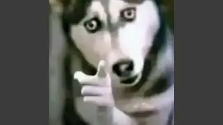 Dogs of glory