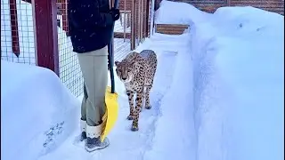 The cheetah is suffering from the extremely cold and snowy winter. We're doing everything we can ...