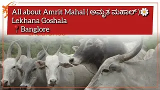 🌼 All about Amrith Mahal (ದೇಸಿ ತಳಿ ಅಮೃತ ಮಹಾಲ್)🐂 The Pride of Karnataka |Power, Endurance & History