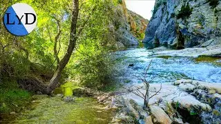 La Naturaleza: D&iacute;a de Verano en el Rio 💦 Sonido Relajante del Agua y de los P&aacute;jaros Cantando 🐦