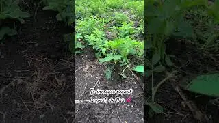 Technique to increase peanut harvest #peanuts #peanutfarming  #farming