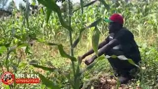 TAATA EYABA SENTE ZA MUWALA WE ATULABYE KI-MAFIA OLUVANYUMA LWO MUSANGA OGWOKUBIRI Part2