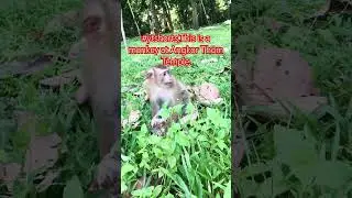 #ytshorts,This is a monkey at Angkor Thom Temple.4k