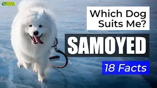 MIND-BLOWING Husky Secrets Revealed in Just 5 Minutes!