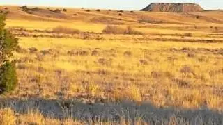 Homes for Sale - TBD CR 5370 PArcel 1 Concho AZ 85924 - Barbara Strough