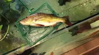 Попытка лечения цихлы