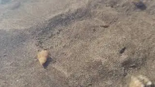seashell at Gorai beach