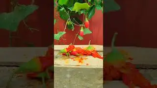 Magic Fruits 🍓 ।। Crushed Fruits Came Back to Life &ndash; Reverse Magic! #shorts #experiment #tricks