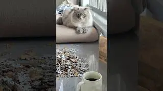 Котя очень любит все контролировать&hellip; особенно сборку пазлов🐱#cat #nevamasquerade #кот #мило #chill