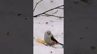 Long-tailed Tit, Aegithalos caudatus