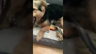 Yer wanna picture?! #cutedog #doggy #pup #puppy #funny #meme #cute