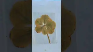 L'ESP&Eacute;RANCE QUINTUPLETS' Birthday |PATRICIA'S MUSEUM