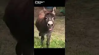 viral video 💯 viral constant ❤️💯 #funny