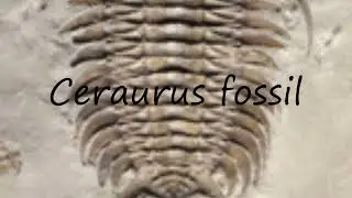 How to pronounce Ceraurus fossil in English?