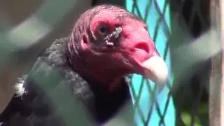 Turkey Vulture Close-up