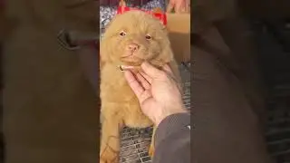 Tiny puppy with bright round eyes and a sweet, calm expression
