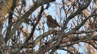 Sunshine starts up the Song Thrush