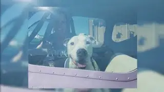 Vision impaired pitbull gets a private flight to Philadelphia-based rescue