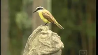Trilhas Urbanas e os 210 anos do Parque da Luz - Bom Dia S&atilde;o Paulo