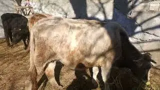 Гови махали